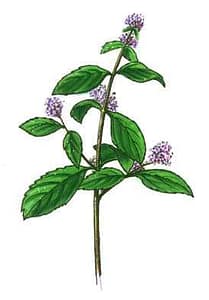 Peppermint leaf is the source of the menthol crystals and peppermint essential oil -which has pain relieving and energising properties. Great fresh aroma and lovely cooling relief to hot tired muscles