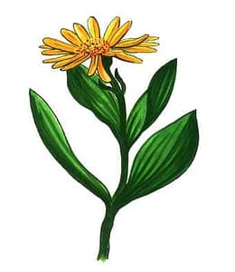 Arnica flower tincture is the only source of the rare phytochemical used in Arnica tinctures. Arnica oils do not have this phytochemical.
