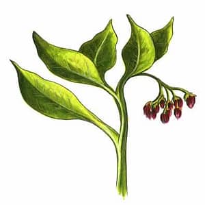 Comfrey leaf is high in the valuable phytochemical Allantoin which speeds repair especially of bones, ligaments and tendons and reduces scar tissue.